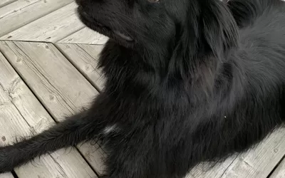 Amazing border collie golden retriever mix dog for adoption in edmonton alberta – meet nahla