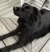 Photo Of Nahla Sitting On A Woodlen Deck. Nahla Is A Black Border Collie Golden Retriever Mix Dog For Adoption In Edmonton Alberta