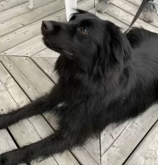 Photo Of Nahla Sitting On A Woodlen Deck. Nahla Is A Black Border Collie Golden Retriever Mix Dog For Adoption In Edmonton Alberta