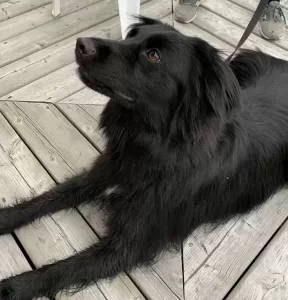 Amazing border collie golden retriever mix dog for adoption in edmonton alberta – meet nahla