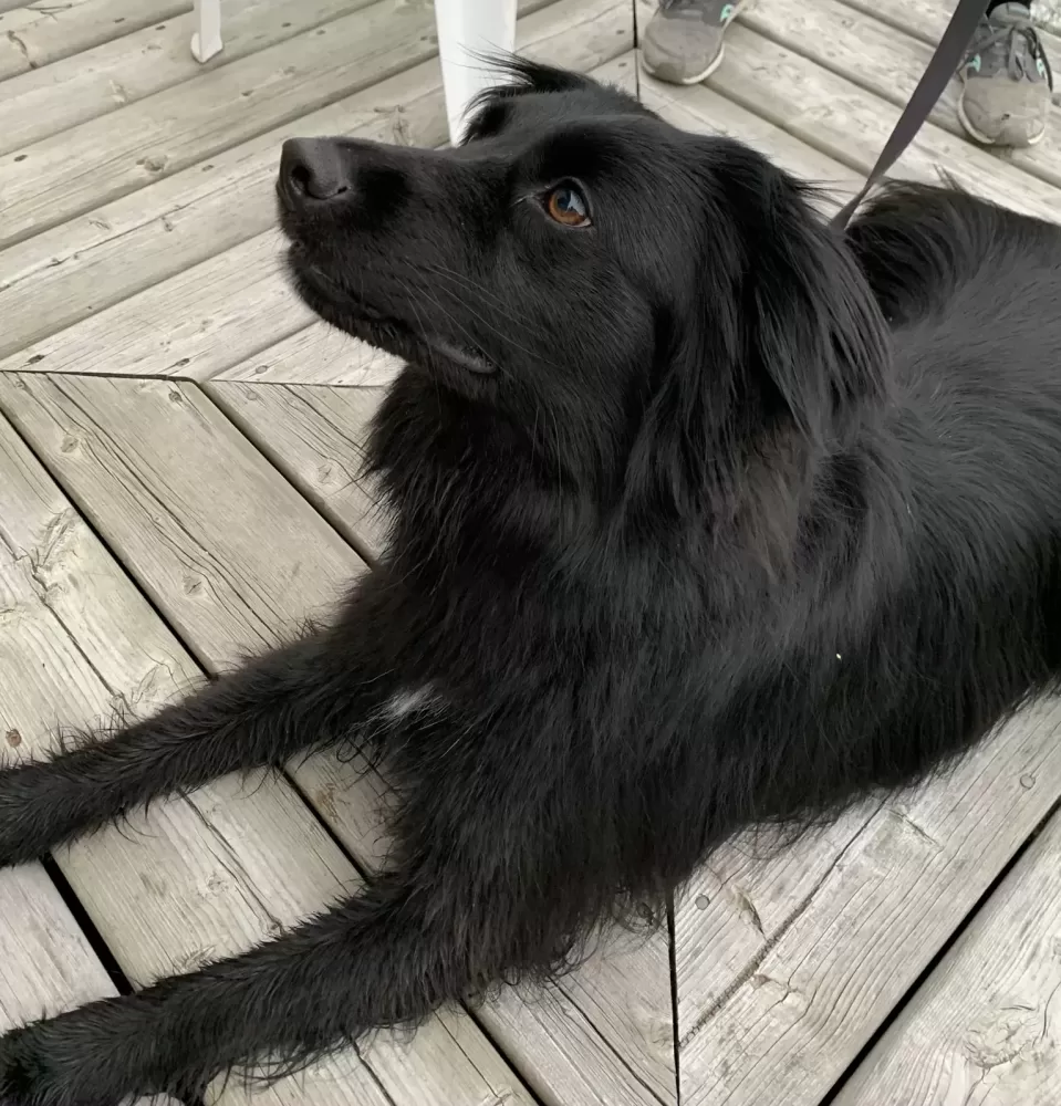 Photo of Nahla sitting on a woodlen deck. Nahla is a black Border Collie Golden Retriever mix dog for adoption in edmonton alberta
