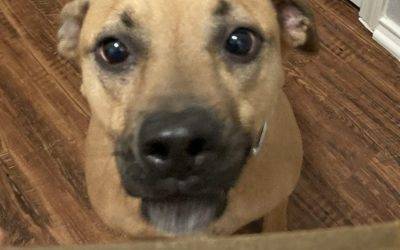 San Antonio TX – 5 YO Female Black Mouth Cur Dog For Adoption – Supplies Included – Adopt Sweet Rey