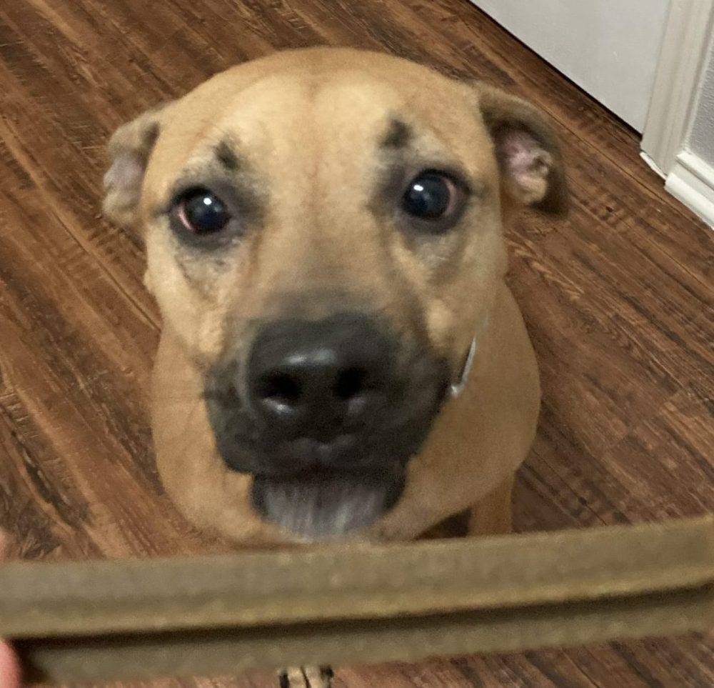 A female Black Mouth Cur Dog For Adoption in San Antonio Texas staring expectantly at a dog chewy