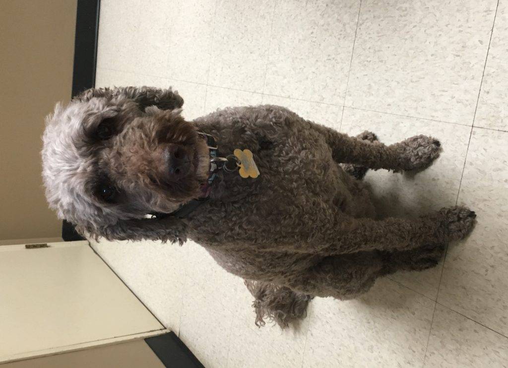 Adopted – labradoodle dog adopted in calgary ab – meet lila