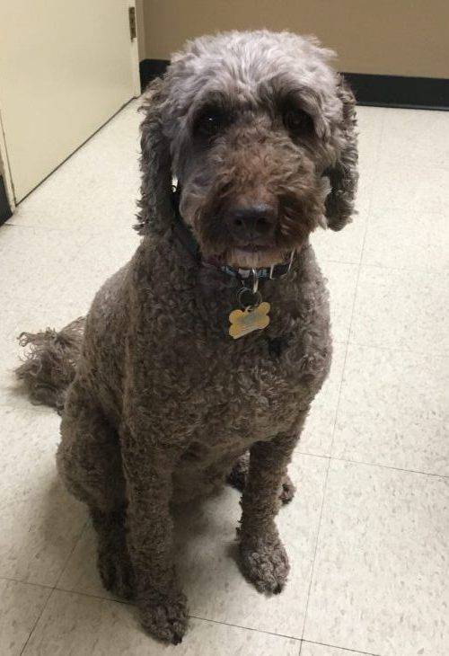 ADOPTED – Labradoodle Dog ADOPTED in Calgary AB – Meet Lila