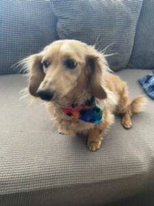 Red long coat miniature dachshund for adoption in palmdale california