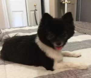 Adopt this sweet black and white pomeranian dog in calgary ab.