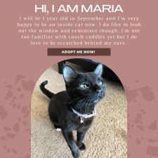 Black Shorthaired Cat For Adoption In Calgary AB – Supplies Included – Adopt Maria