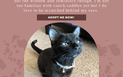 Black Shorthaired Cat for Adoption in Calgary AB – Supplies Included – Adopt Maria