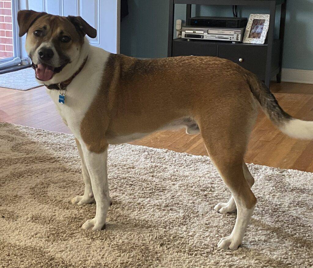 Border collie boxer mix dog for adoption in macon ga – supplies included – adopt murray