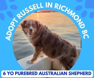 Australian shepherd dog for adoption in vancouver richmond british columbia bc – meet russell
