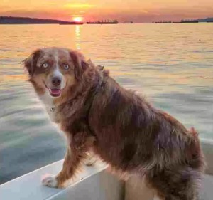 Russell looks at the sunset. This awesome Australian Shepherd dog for adoption in Vancouver can't wait to meet his new family.