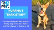 STUNNING Odd Eyed Red Siberian Husky Dog For Adoption In Charlotte NC North Carolina – Kurama’s Bark Story