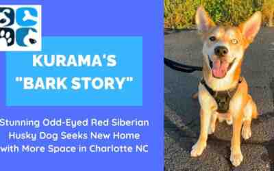 Stunning odd eyed red siberian husky dog for adoption in charlotte nc north carolina – kurama’s bark story