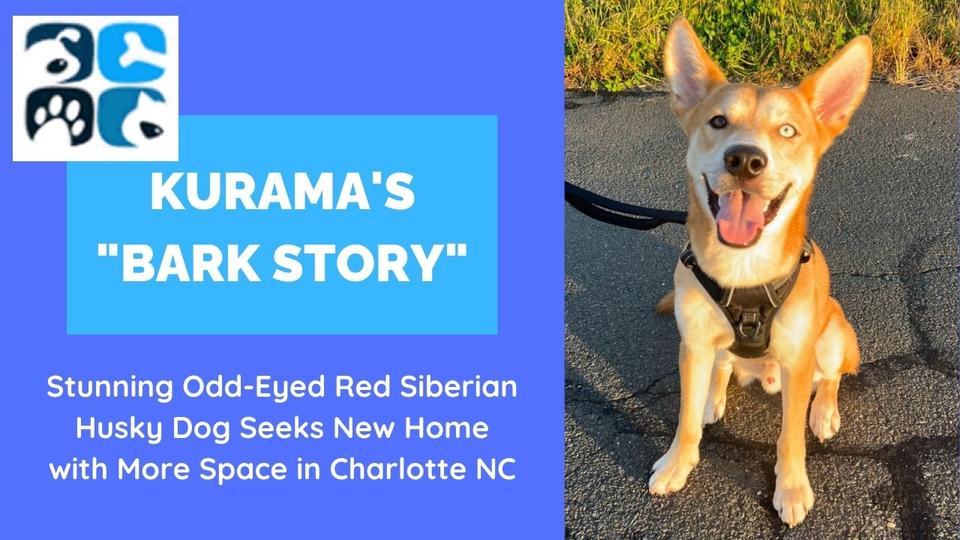STUNNING Odd Eyed Red Siberian Husky Dog For Adoption in Charlotte NC North Carolina – Kurama’s Bark Story