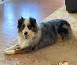 Miniature aussie dog for adoption in chester springs, pa