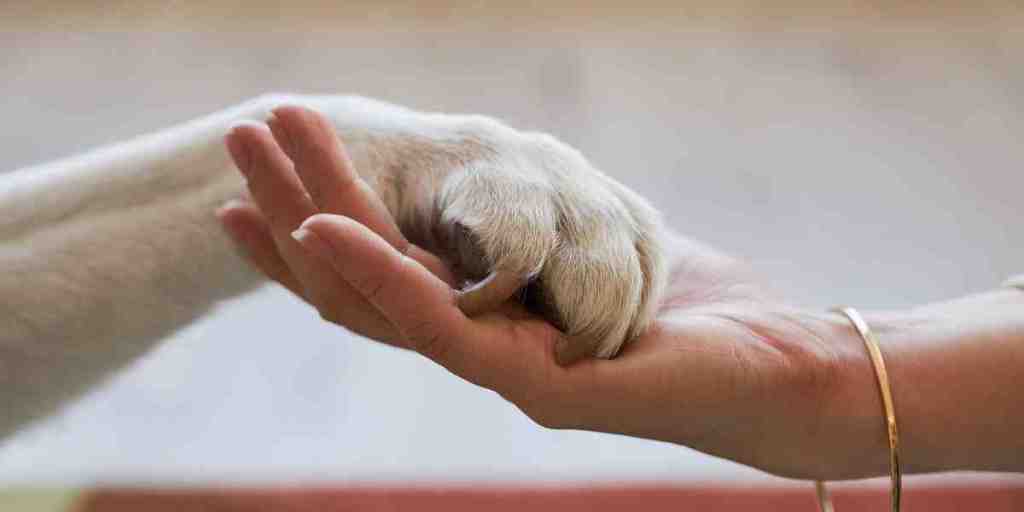 Dog paw in human hand