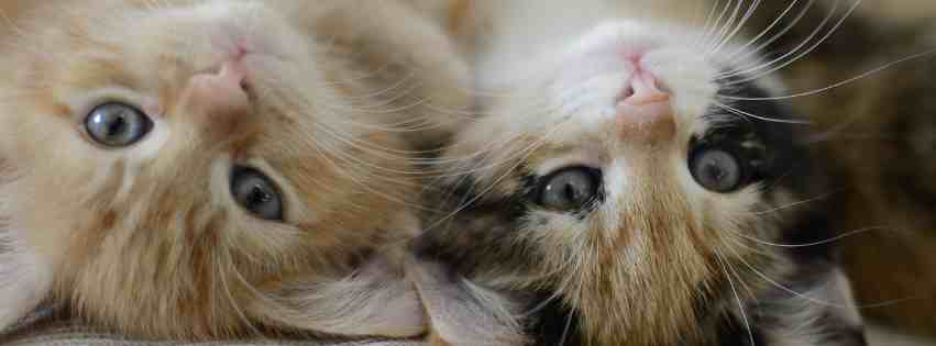 Pair of cute kittens laying upside down for bellingham pet rehoming services banner