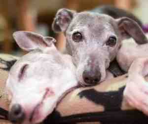 Whippets cuddling togther
