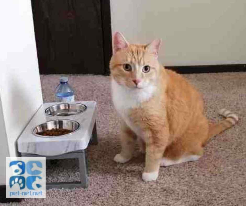 Photo of simba, an orange tabby cat for adoption in calgary ab