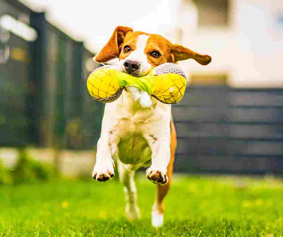 Cute beagle runs with toy