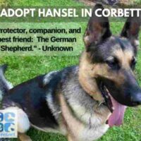 Hansel A German Shepherd Dog For Adoption In Corbett Oregon
