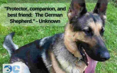Purebred german shepherd dog for adoption near portland (corbett) oregon – meet hansel
