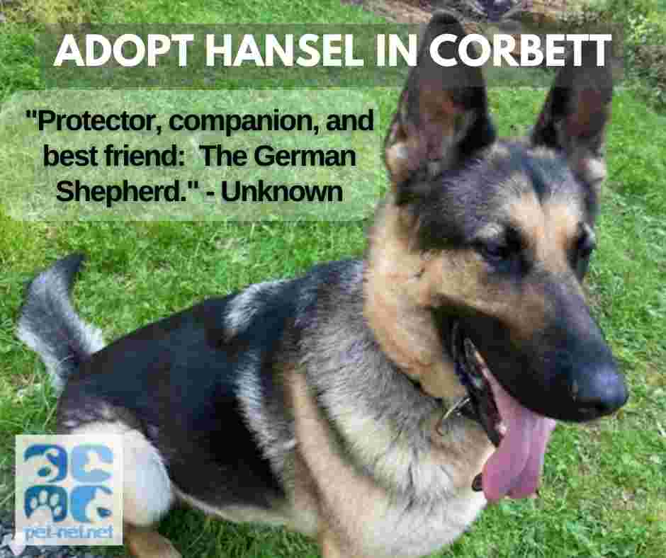 hansel a german shepherd dog for adoption in corbett oregon