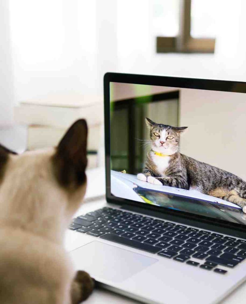 2 Cat looking at another cat on a computer screen