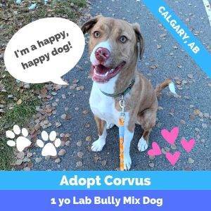 Corvus Lab Pit Mix Dog For Adoption In Calgary