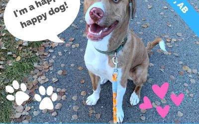 Awesome Male Lab Pitbull Mix Dog For Adoption in Calgary AB – Supplies Included – Adopt Corvus
