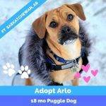 Arlo, A Cute Puggle For Adoption In Fort Saskatchwan AB Looks Extra Cute In His Fur Coat.