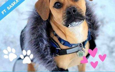 Adorable Puggle For Adoption in Fort Saskatchewan AB – Supplies Included – Adopt Arlo