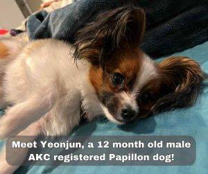 Papillon dog for adoption in springfield oregon seattle washington
