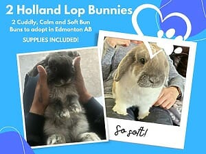 2 holland lop bunny for adoption ibn edmonton alberta