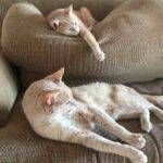 2 Orange Tabby Cats For Adoption Georgia Tennessee Alabama 1