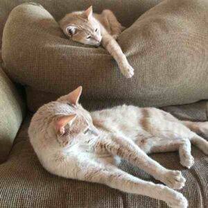 Photo 2 orange tabby cats for adoption georgia tennessee alabama 1