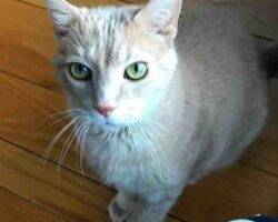 2 orange tabby cats for adoption georgia tennessee alabama 1