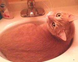 2 orange tabby cats for adoption georgia tennessee alabama 1