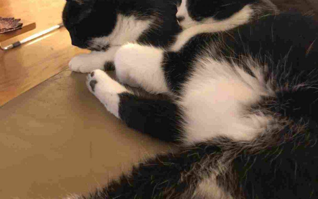 Twin Senior Tuxedo Cats For Adoption San Francisco CA – Pizza & Superman