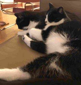 Twin senior tuxedo cats for adoption san francisco ca – pizza & superman