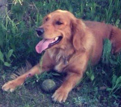 ADOPTED – Purebred Golden Retriever Dog in Calgary