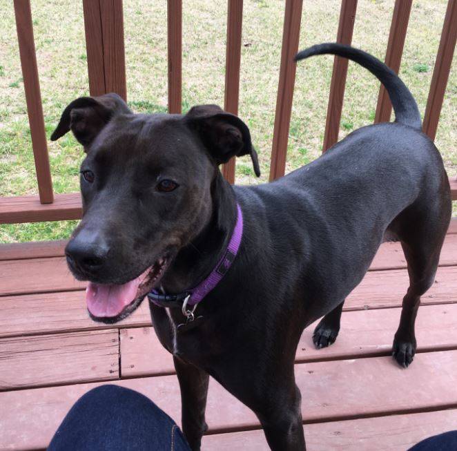 2-yo-female-black-lab-mix-for-adoption-raleigh-nc