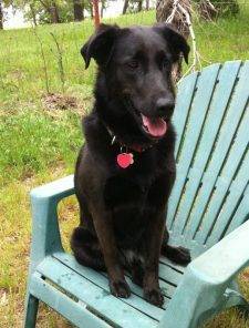 Lady - Lab Border Collie Mix Dog For Adoption Bella Vista AR