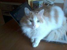 Handsome Henry – Luscious Maine Coon Mix Seeks Loving Home in Denver – Supplies Included