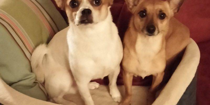 Tax and Peanut - Chihuahua JRT Dogs For Adoption in San Jose