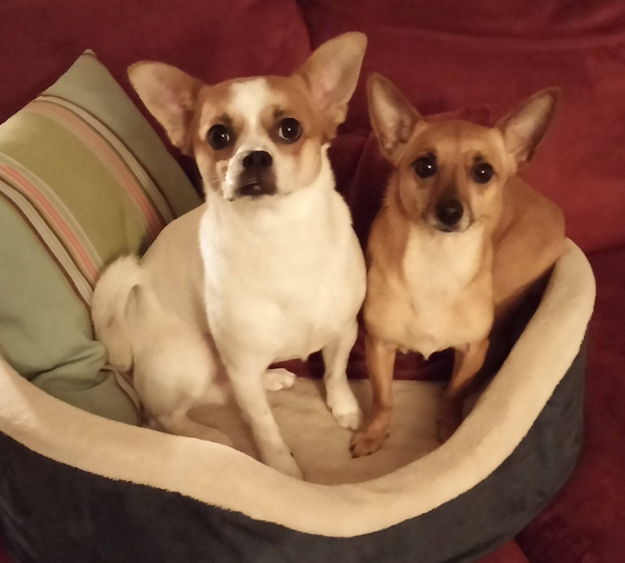 Tax and Peanut - Chihuahua JRT Dogs For Adoption in San Jose