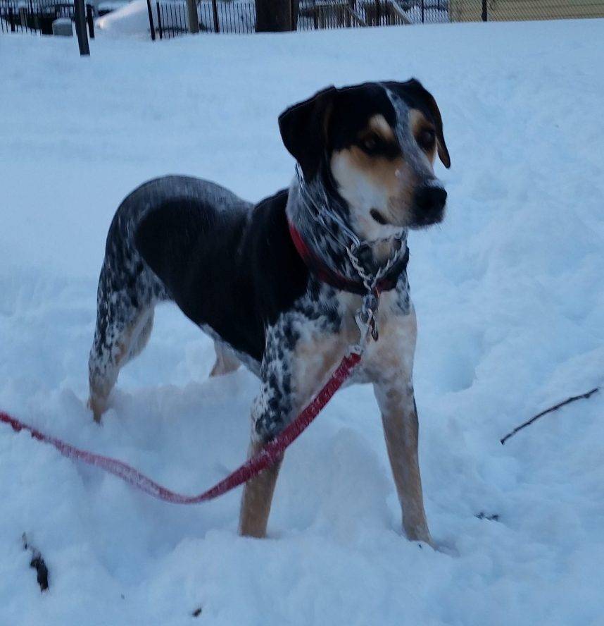 Rehomed – ox – handsome blue tick coonhound mix – chicago il