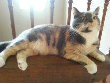 Precious Tiny Dilute Calico Cat For Adoption In Cincinnati OH (Independence KY) – Supplies Included – Adopt Aluna