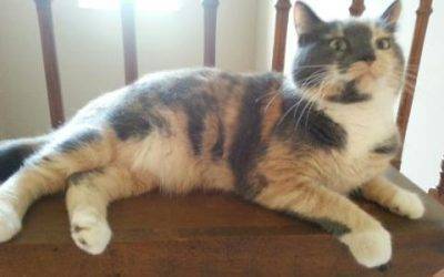 Precious Tiny Dilute Calico Cat For Adoption in Cincinnati OH (Independence KY) – Supplies Included – Adopt Aluna